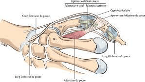 Schéma anatomique de l’articulation métacarpo-phalangienne du pouce : ligament collatéral, faisceaux principal et accessoire, aponévrose de l’adducteur du pouce